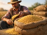 China Millet Prices Edge Higher as Weather Stays Favourable and Demand Steady