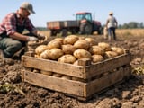 Polish Potato Starch Holds Steady as Drought Squeezes European Supply