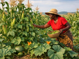 Zimbabwe’s Corn Rebound Reshapes Southern African Maize Flows