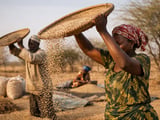 Sesame Seeds: Indian FOB Softens While Chad-Origin Holds Firm