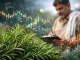 Les prix du romarin biologique indien restent stables à l’approche des pluies de mousson