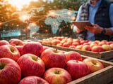 Chinese Huaniu and Gala Apples: Softer Farmgate, Firm Demand Into Mid‑Autumn