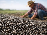 Paraguayan Chia Flat in Europe as New-Crop Weather Stays Benign