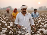 Delayed Monsoon and Firm Futures Keep India’s Cotton Market Bid