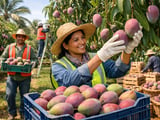 Rewa Sundarja Mango Debut in UAE Lifts Premium Segment, Supports Firm Mango Prices