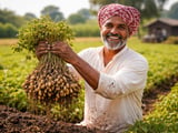 Indian Peanuts: Oil-Mill Buying Lifts Gujarat Prices as New Crop Arrives