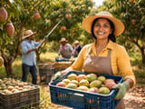 Oman’s Mango Expansion: Localisation Push Meets Stable Dried Mango Prices