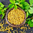 Fenugreek seeds