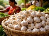 Indian Organic Garlic Powder FOB New Delhi Holds Steady Amid Firm Domestic Market