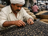 Black Gram Market: Urad Under Pressure but Poised for Gradual Recovery