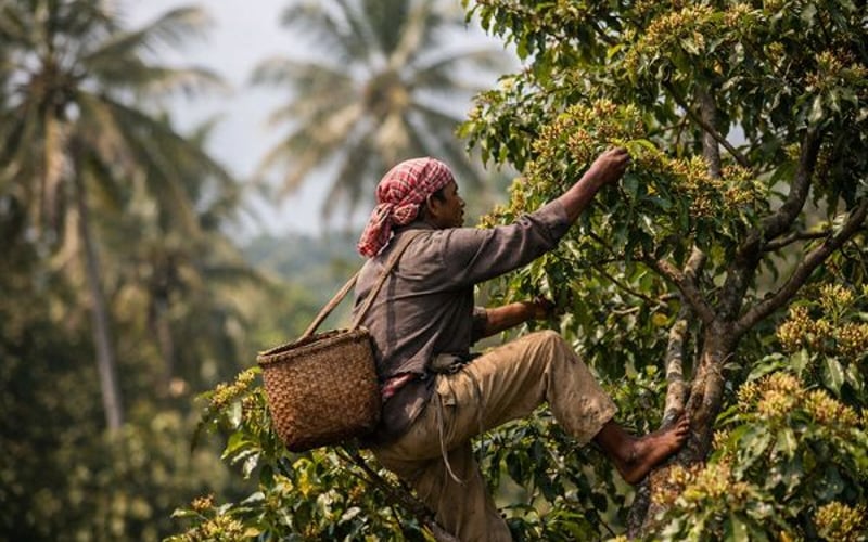 Clove Prices Soften as Hormuz Tensions Freeze Indian Buying