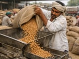 Chickpeas: India Corrects, Australia Tightens – Recovery Risks Building
