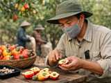 Cashew Market Holds Steady as Balanced Supply Meets Firm Demand