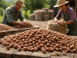 Georgia’s Rising Labour Costs Cast a Shadow on Hazelnut Supply