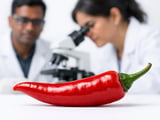 Firm Undertone in Indian Chilli as Buyers Track Guntur Arrivals