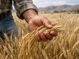 Barley Market Holds Steady as New-Crop Risk Premium Stays Contained