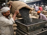 Black Gram Market: Mill Demand Supports Prices but Buyers Stay Cautious