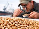 Wheat Market Braces for Azov Shipping Shock After Drone Strikes
