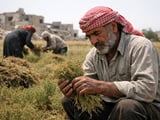 Cumin Market Firms as Quality-Driven Rally Favors Premium Indian Grades