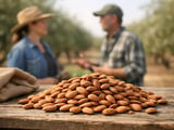 Almond Market Firms as California Heads into a Smaller 2026 Crop