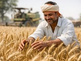 Indian Wheat Procurement Surges Past Target as Global Prices Stabilise