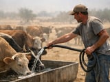 Heatwaves Across Europe and the Black Sea Raise Crop and Livestock Stress but Market Reaction Remains Measured