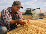 Soybean Market Softens as Record Crop Outlook Weighs on Prices