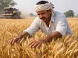 Indian Wheat Faces Tender Hurdles as Black Sea Origins Tighten Global Competition