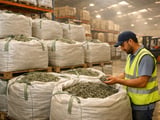 Egyptian Dried Sage FOB Cairo Eases Slightly Amid Heatwave and Costly Freight