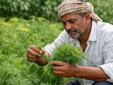 Indian dill seed prices steady as organic premiums widen