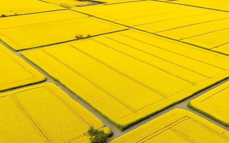 Preços de Colza Ucraniana Estáveis, Mercado Acompanha Política de Exportação e Clima