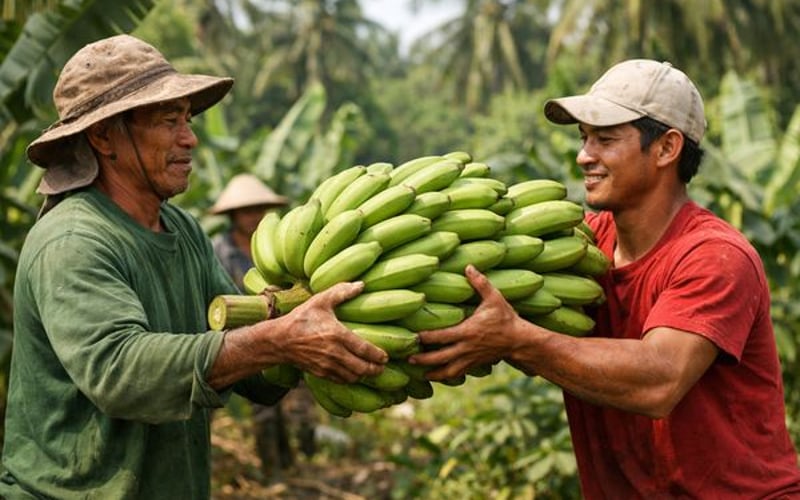 Chips de Banane des PH et VN : Légère Baisse des Prix dans un Approvisionnement Stable