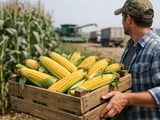 Ukraine Corn: Big Stocks, Export Logjams and Rising Global Prices