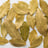 Laurel (bay) leaves