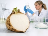 Sugar Beet Markets in CZ & LT: Stable Prices, Wetter Weather Ahead