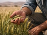 Flat Futures, Soft Cash: Barley Market Caught Between Ample Supply and Weather Risks