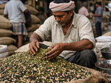 Indian moong beans firm on rain delays while global beans stay rangebound