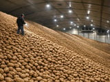 Preços da batata livre europeu presos no fundo enquanto o foco se desloca para a nova colheita