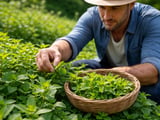 Egyptian Peppermint FOB Cairo Inches Higher on Firm Export Demand