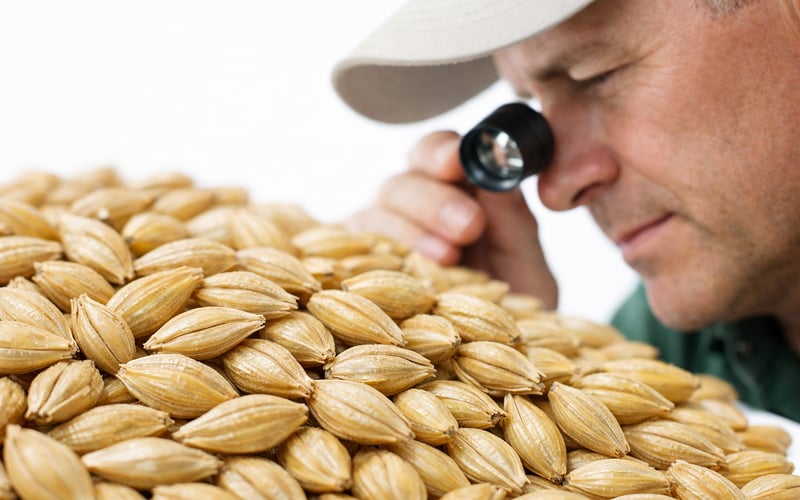 Barley under pressure as early wheat harvest boosts feed grain supply