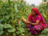 India’s Weak Monsoon Puts a Floor Under Otherwise Soft Corn Market