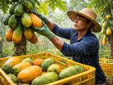 Dried Papaya Prices Steady as Heavy Rains Hit Thailand and Vietnam