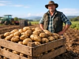 New Zealand Potatoes: Solid 2026 Crop Underpins Stable Market Outlook