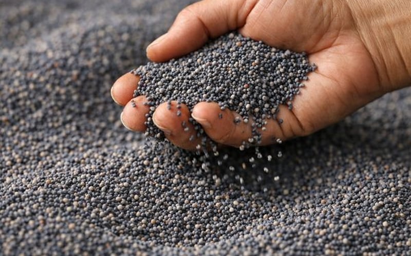 سوق بذور الخشخاش يتراجع مع تراجع الطلب الهندي وهدوء العروض التشيكية