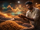 Indian Raisin Prices Hold Firm as Demand Softens Ahead of Festive Peak