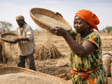 Sesame Seeds Steady in Egypt, Firmer in India as Heat Builds