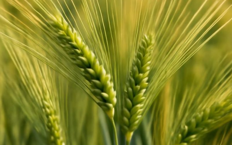 Le marché de l'orge fourragère reste stable tandis que la volatilité du blé et de l'énergie façonne les perspectives 2026