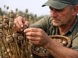 Tight Poppy Seed Supply Keeps Prices Firm in Europe