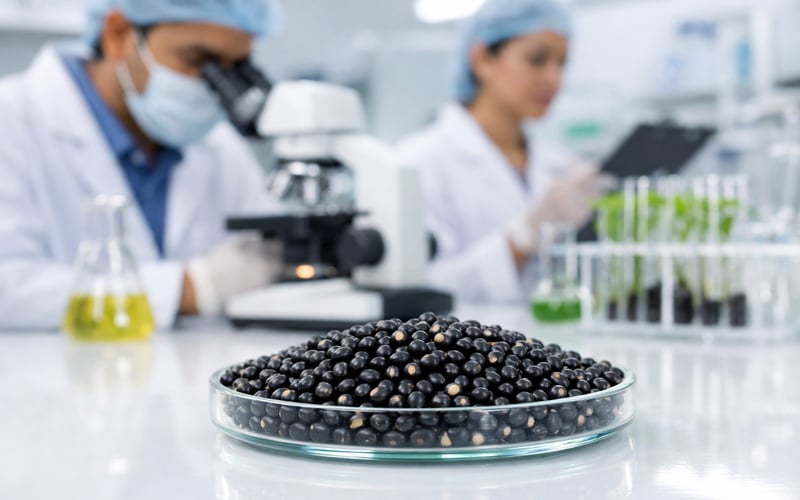 Indian Black Gram Market Edges Higher on Sowing Deficit and Costly Imports