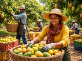 Tighter Mango Supply Ahead as Gujarat Faces Double-Digit Crop Loss